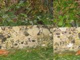image of grave number 525551